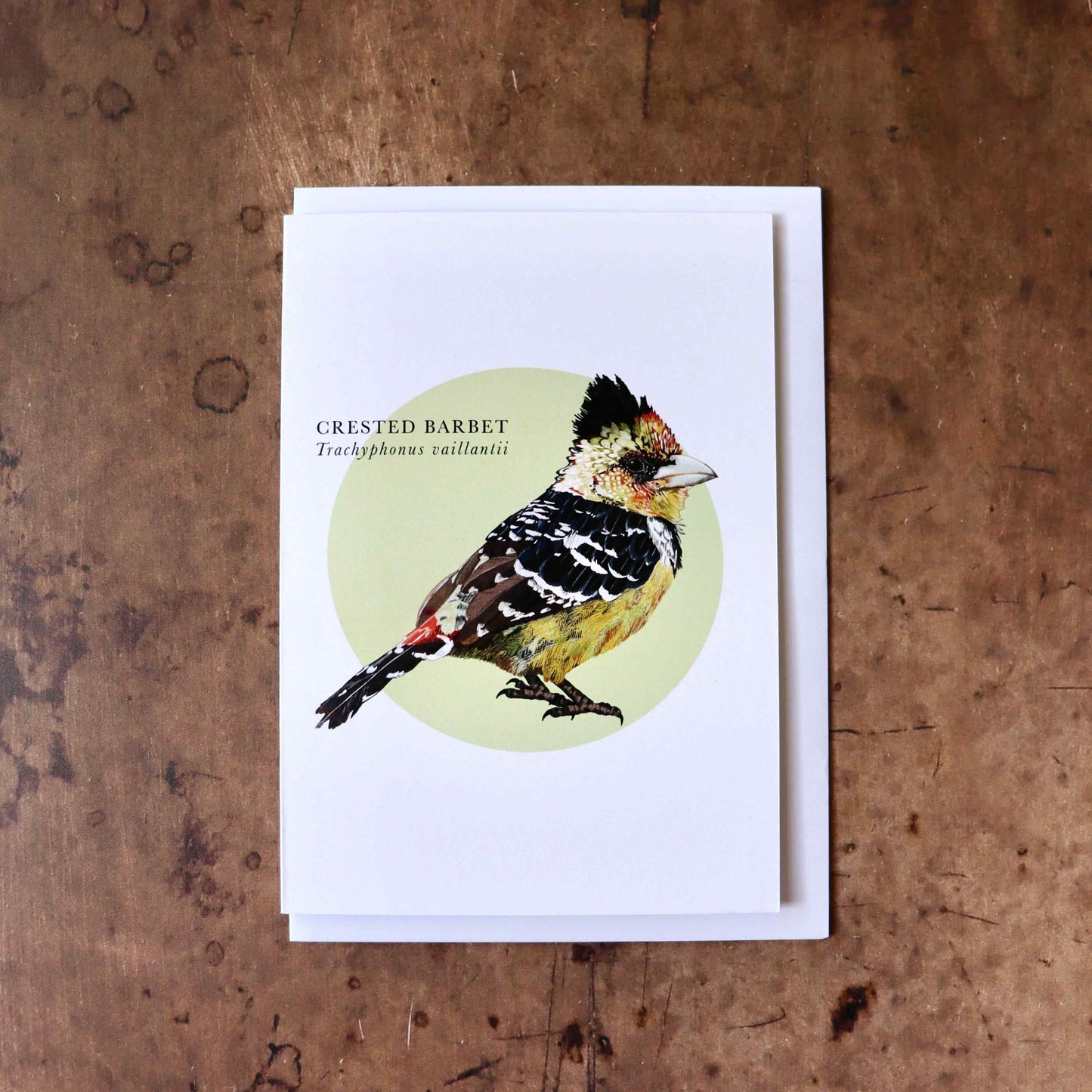 Crested Barbet Greeting Card