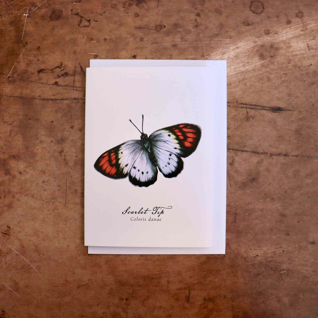 Scarlet Tip Butterfly Greeting Card