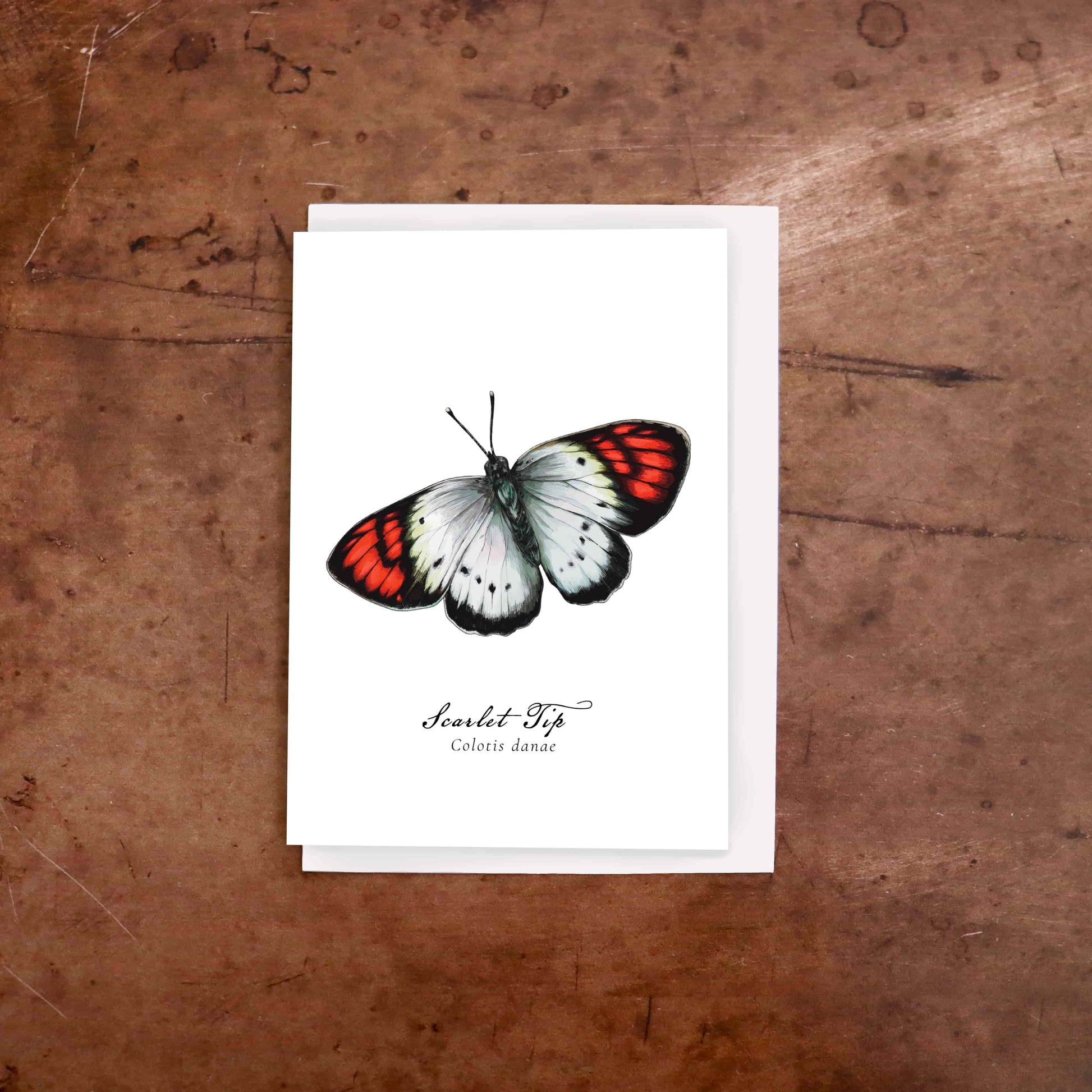 Scarlet Tip butterfly greeting card
