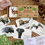 Wildlife of South Africa Memory Game