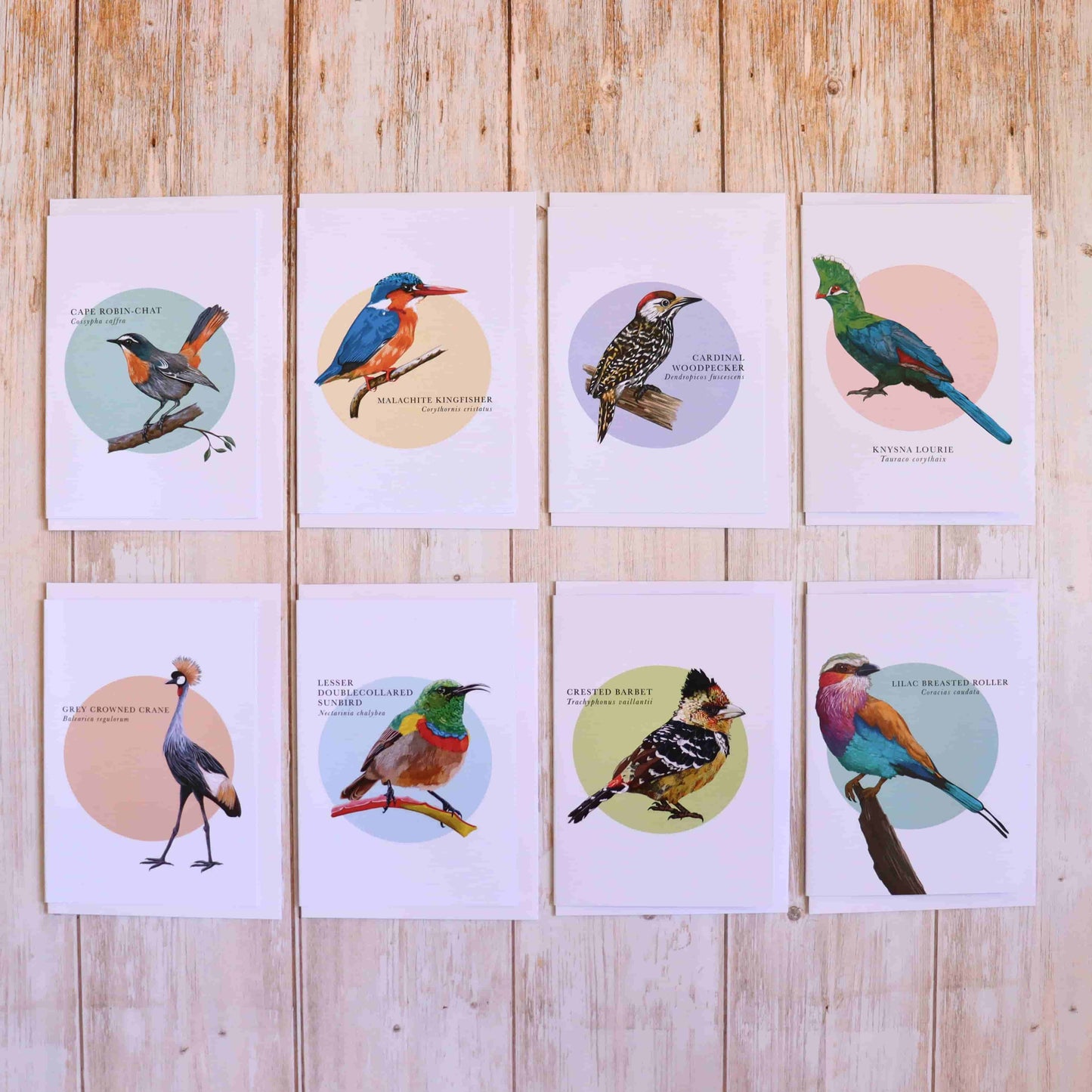 SA Bird Life Greeting Card Set