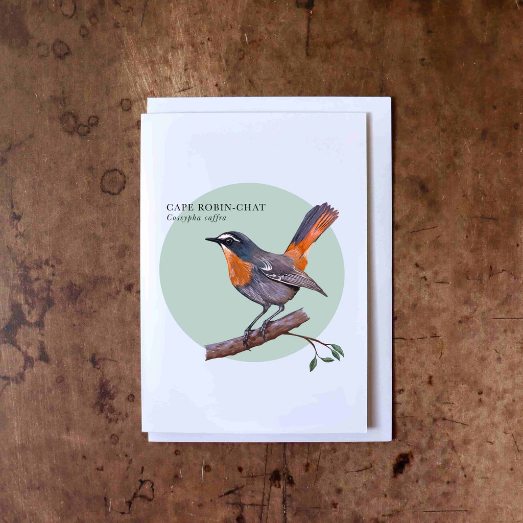 Cape Robin-chat Greeting Card