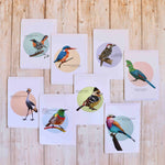 SA Bird Life Greeting Card Set