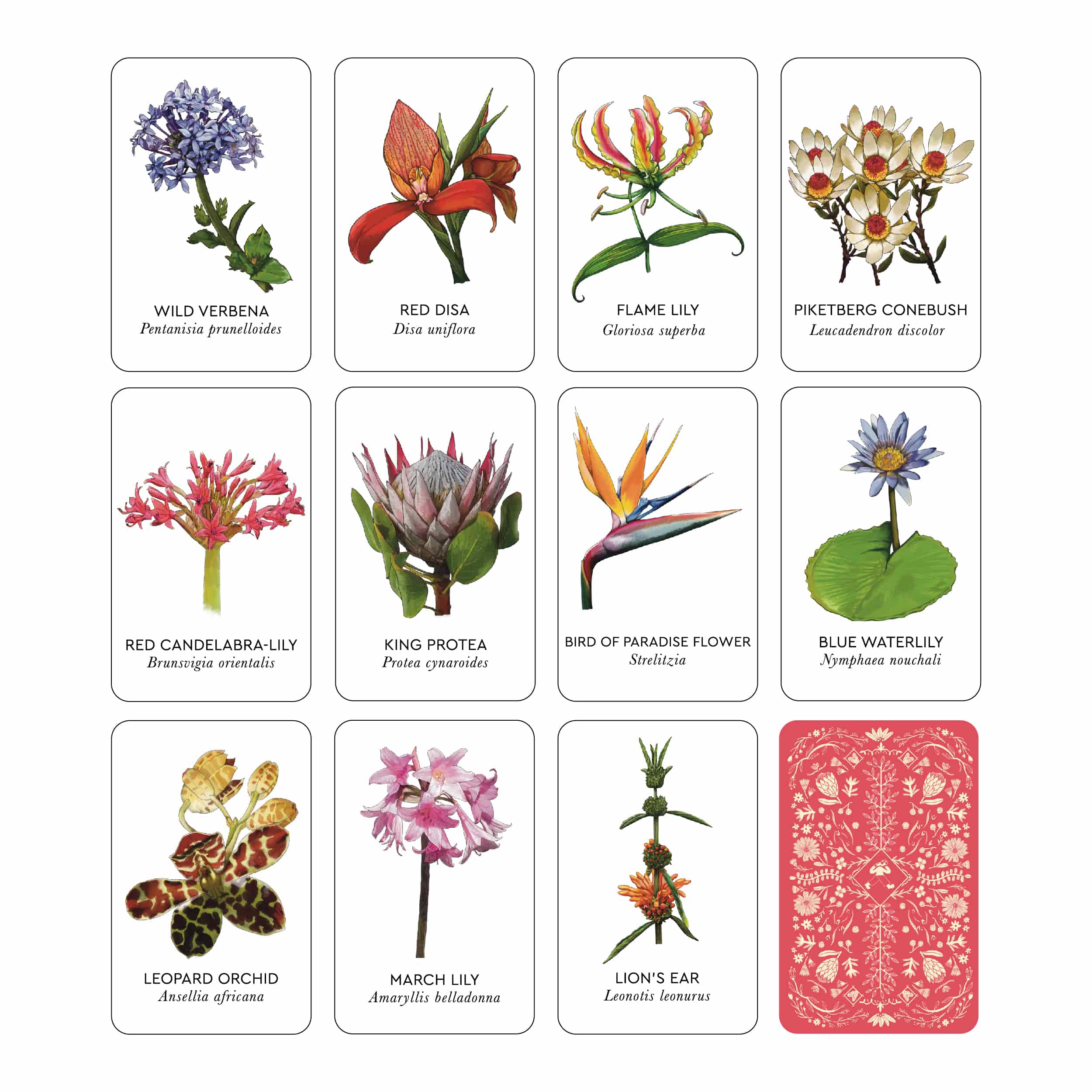 Version 1: Flowers of South Africa Memory Game